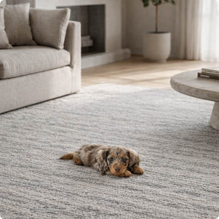 איך לבחור שטיח שיתאים לחיות המחמד שלכם